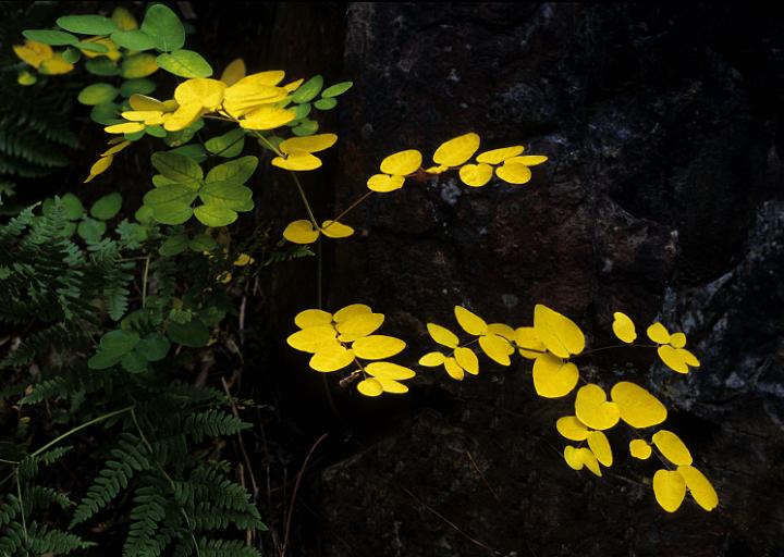 Dogbane, Apocynum androsaemifolium.jpg